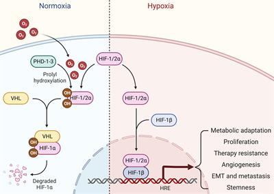 Hypoxia-driven ncRNAs in breast cancer